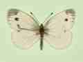 Pieris napi (gynandromorph 6) (Internet Image property of respective owner, non-commercial use only)